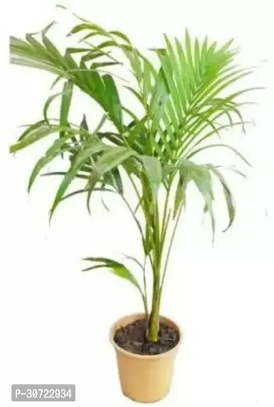 Ukanda Areca Palm Areca Palm ar20-thumb0