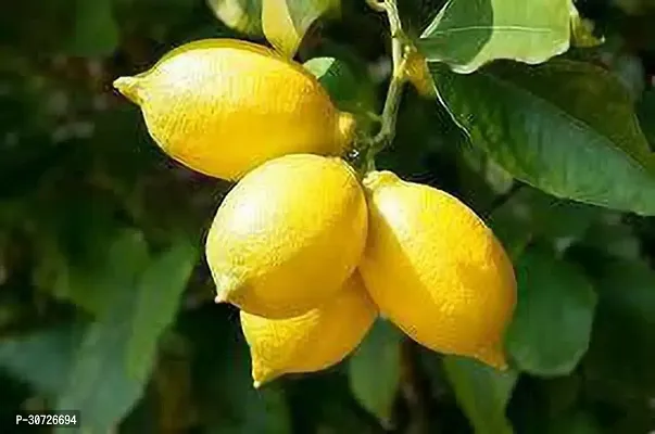 Ukanda Lemon Plant KEZ-thumb0