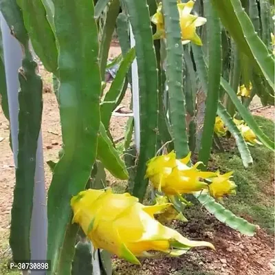 Ukanda Dragon Tree Hybrid yellow dragon fruit plant, pack of 1-thumb3