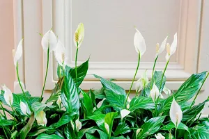 Ukanda Peace Lily Plant PEACE LILY NB-thumb1