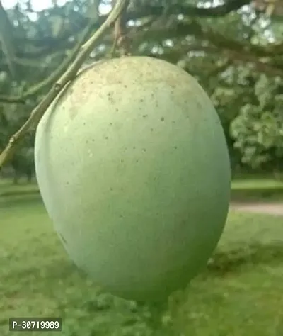 Ukanda Mango Plant Ukanda mango plant-thumb2