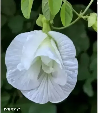 Ukanda Aparajita Butterfly Pea Plant Aparajita Butterfly Pea Plant White flower plant-thumb0