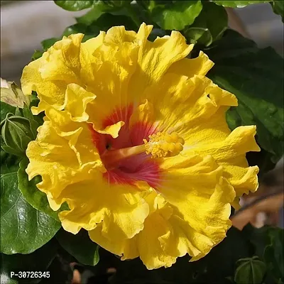 Ukanda Hibiscus Plant ht yellow hibiscus plant 10-thumb0