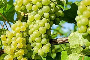 Ukanda Grapes Plant Grapes Sweet Hybrid Plant (Pack Of 4) BG-6-thumb2