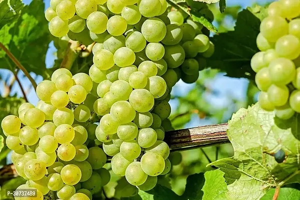 Ukanda Grapes Plant Grapes Sweet Hybrid Plant (Pack Of 4) BG-6-thumb3