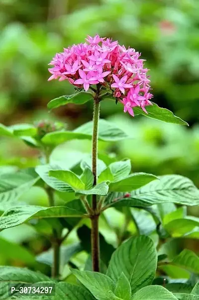 Ukanda Trothic IxoraChethi Plant pentas plant 02-thumb0