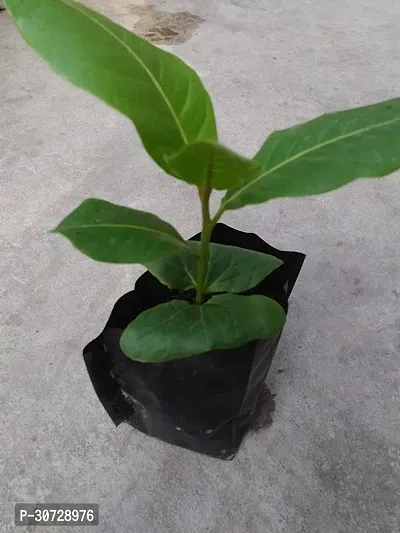 Ukanda Almond Plant raALMOND38-thumb0