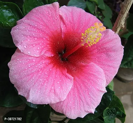 Ukanda Hibiscus Plant Hibiscus RedWhite Plant CF044-thumb0