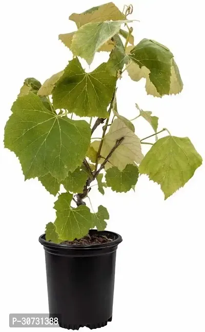 Ukanda Grape Plant Dasheri Grape Plant For Outdoor Garden-thumb0