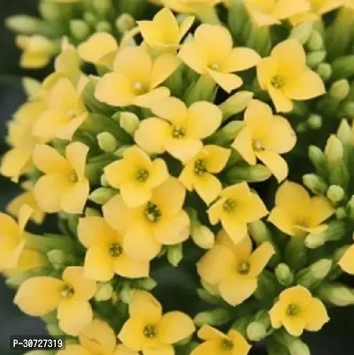 Ukanda Kalanchoe Plant KALANCHOE LIVE PLANT-thumb0