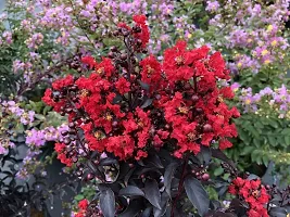 Ukanda Thunberjia Plant Red Lagerstroemiapurush flowerlagerstroemia speciosapride of India Queen Crape Myrtle flower plant-thumb2