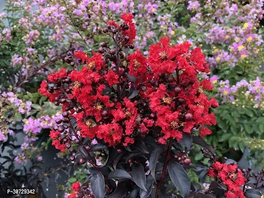 Ukanda Thunberjia Plant Red Lagerstroemiapurush flowerlagerstroemia speciosapride of India Queen Crape Myrtle flower plant-thumb3