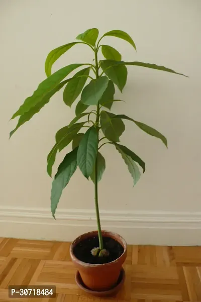 Ukanda Avocado Plant Avocado Plant-thumb2