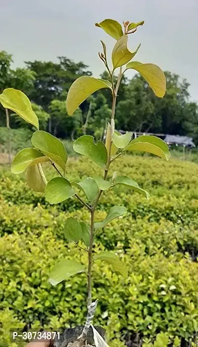 Ukanda Ber Apple Plant ata01-thumb0