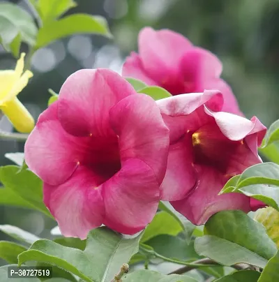 Ukanda Thunberjia Plant Pink Allamandagolden trumpet maroon flower Harkakra flower plantS-thumb0