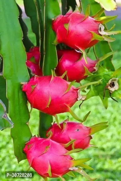 Ukanda Dragon Tree DRAGON FRUIT PLANT