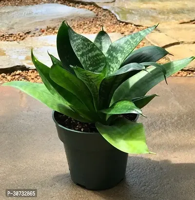 Ukanda Snake Plant EN-DQ-368-thumb0