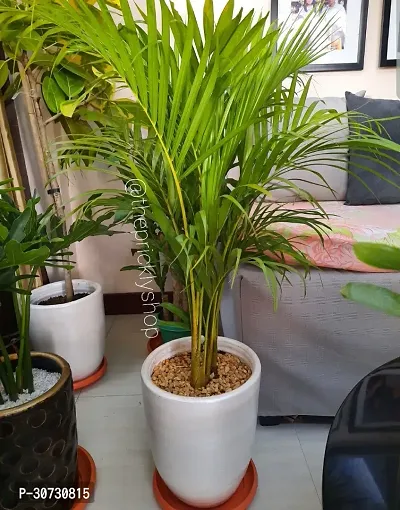 Ukanda Areca Palm Areca Palm plant A-18-thumb0