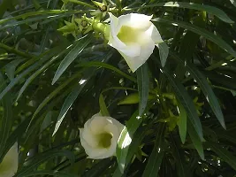 Ukanda Oleander Plant white kolkeoleander flower plant oleanderkarabi flower plant-thumb2