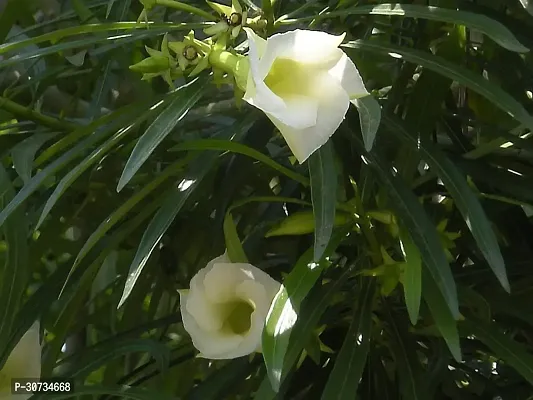 Ukanda Oleander Plant white kolkeoleander flower plant oleanderkarabi flower plant-thumb3