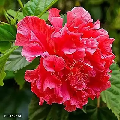 Ukanda Hibiscus Gudhal Flower Plant Double Patel Hibiscus-5-thumb0