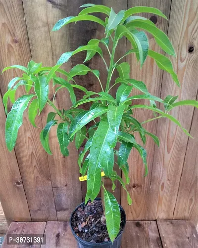 Ukanda Mango Plant Thai mango plant35-thumb0