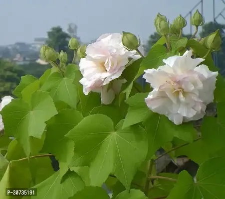 Ukanda Lotus Plant LAND LOTUS-thumb0