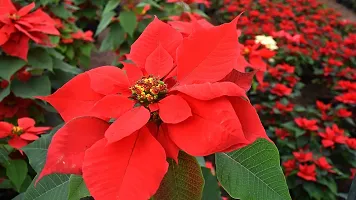 Ukanda Poinsettia Plant Red Rare Poinsettia Live PlantV-4-thumb1