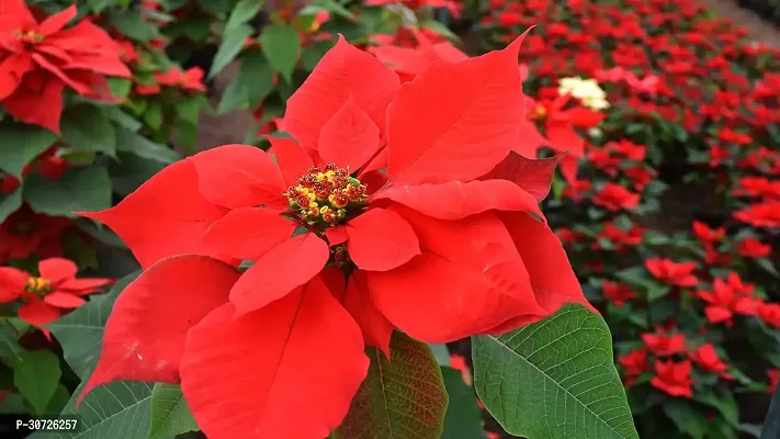 Ukanda Poinsettia Plant Red Rare Poinsettia Live PlantV-4-thumb2