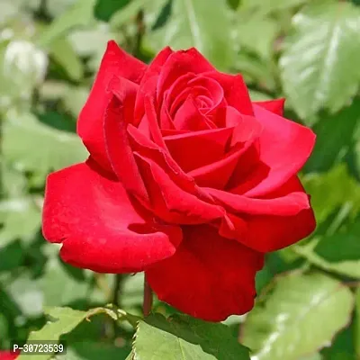 Ukanda Rose Plant Rose Flower Live Plant PG1-thumb0