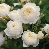 Ukanda Rose Plant Royal Jubilee White Rose Beautiful Live Plant-thumb1