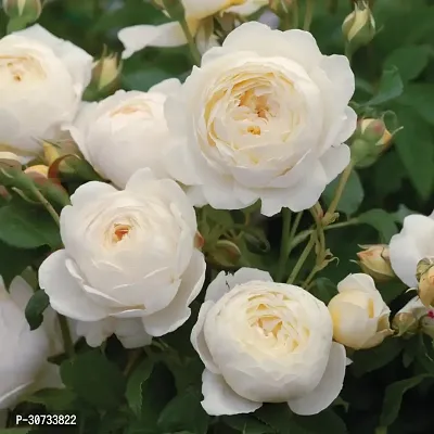 Ukanda Rose Plant Royal Jubilee White Rose Beautiful Live Plant-thumb2