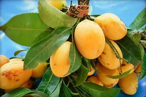 Ukanda Mango Plant Very Sweet popular Grafted Lakshmanbhog Mango Plant-thumb1