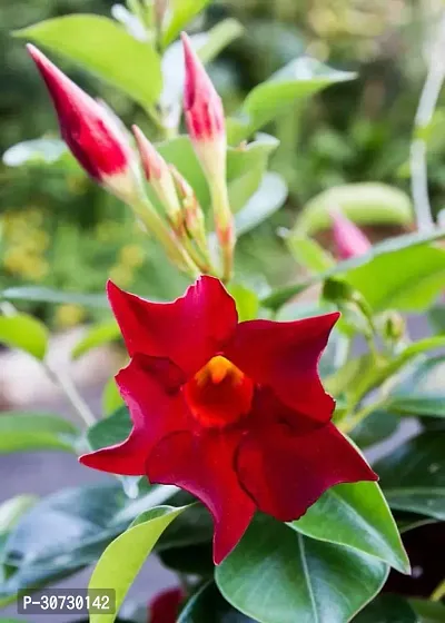 Ukanda Mandevilla Plant Mandeville Flower Plant ZA1-thumb0