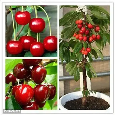 Ukanda Cherry Fruit Plant Hybrid Cherry plant88-thumb0