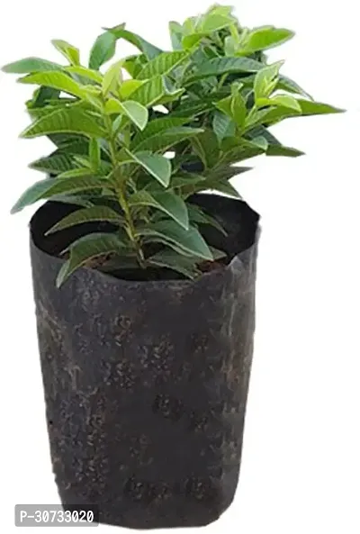 Ukanda Guava Plant Mini Guava live fruit plant with Plastic Bag-thumb0