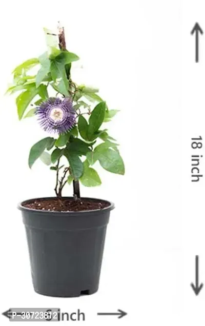 Ukanda Passion Plant Passion Flower Live Plant a21-thumb0