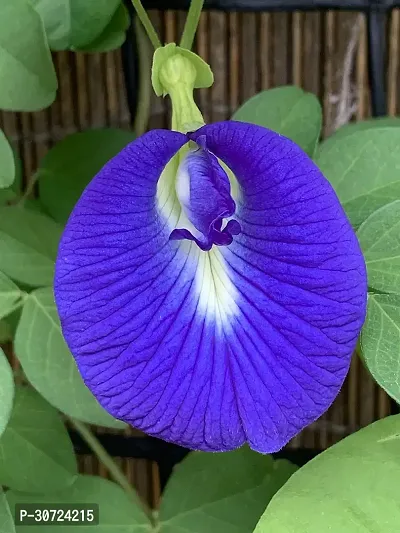 Ukanda Aparajita Butterfly Pea Plant APARAJITA BUTTERFLY PEAPLANT-thumb0