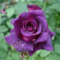 Ukanda Rose Plant VLT-RS-thumb2