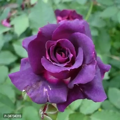 Ukanda Rose Plant VLT-RS-thumb3