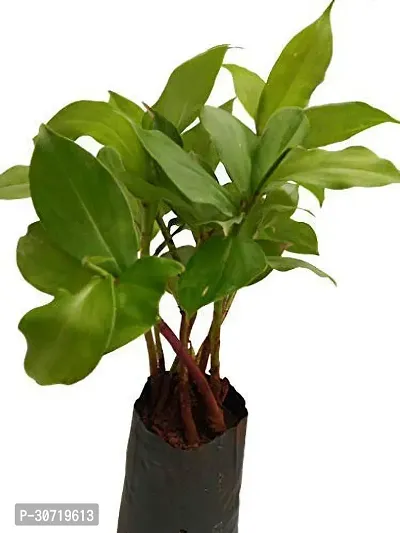 Ukanda Heart Leaf Oxycardium Plant Insulin liveplant-thumb0