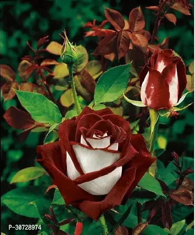 Ukanda Rose Plant Hybrid Rose plant 7-thumb0