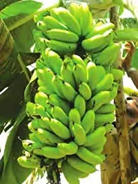 Ukanda Banana Plant banana20 m-thumb1