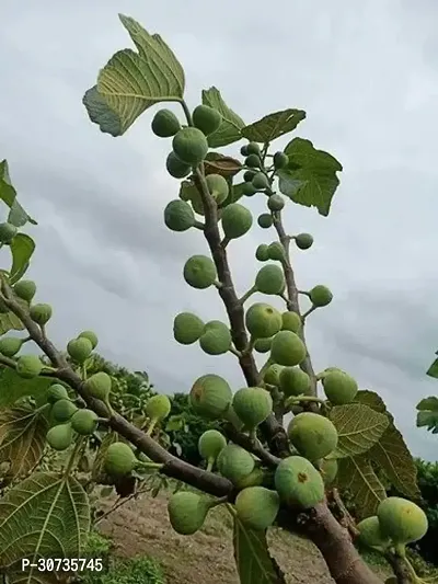 Ukanda GularCluster Fig Plant Egyptian Fig Live Plant Produced by Air Layered Method CF23-thumb0