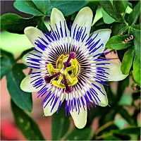 Ukanda Passion Plant passion flower Plants Cbc-thumb1