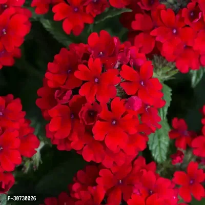 Ukanda Verbena Plant Verbena Flower Plant ( red )-thumb0