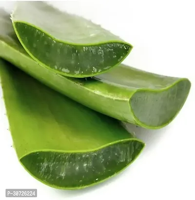 Ukanda Aloe Vera Plant Hybride Aloevera Plant-thumb2