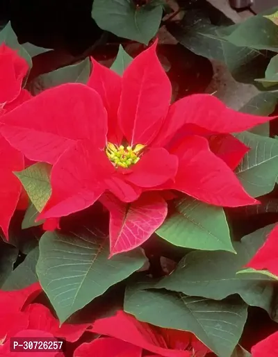 Ukanda Poinsettia Plant Red Rare Poinsettia Live PlantV-4-thumb0