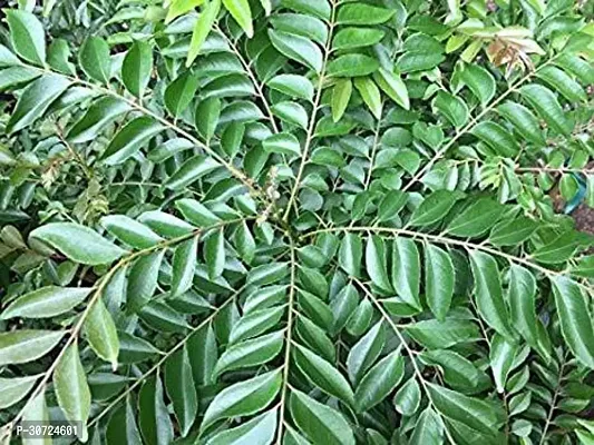 Ukanda Curry Leaf Plant Curry Leaves_CURRY PATTA-thumb2