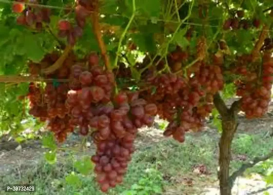 Ukanda Grape Plant GRAPES PLANT 9112-thumb0